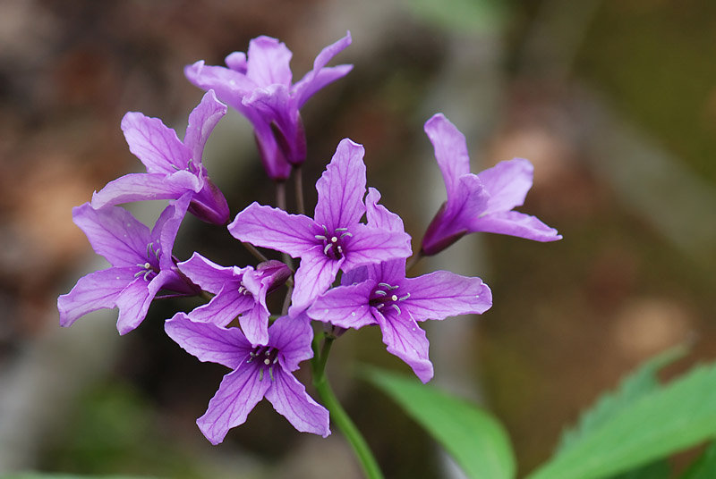 Cardamine pentaphyllos